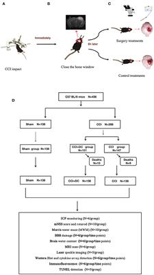 Evaluation of decompressive craniectomy in mice after severe traumatic brain injury